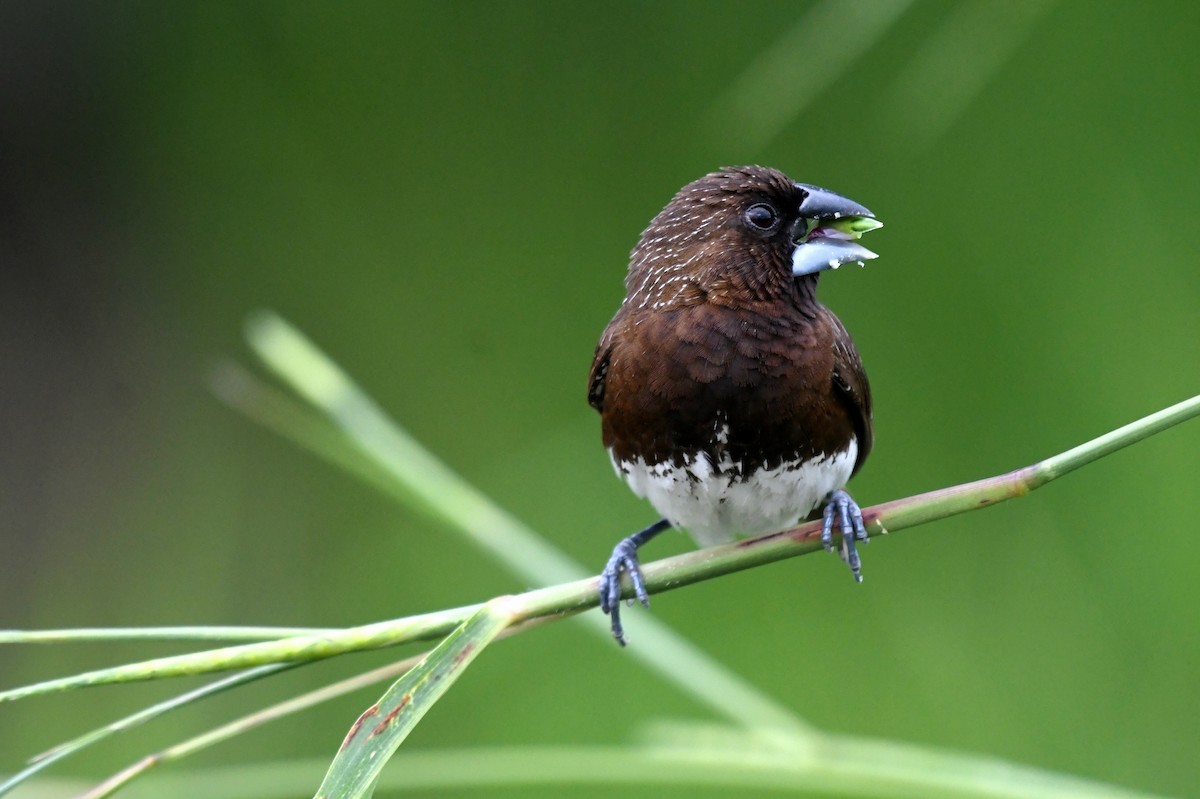 White-bellied Munia - ML613714154