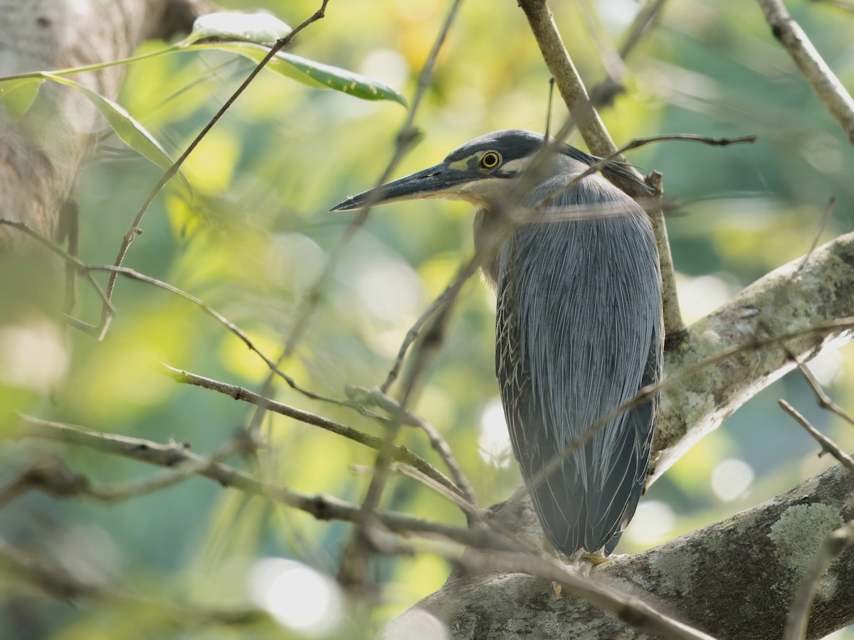 Striated Heron - ML613714187