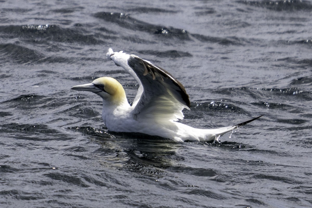 Australasian Gannet - ML613714234