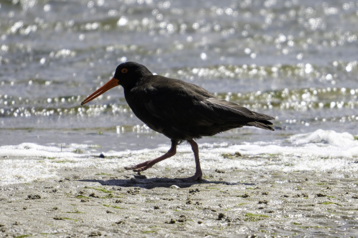 Sooty Oystercatcher - ML613714259