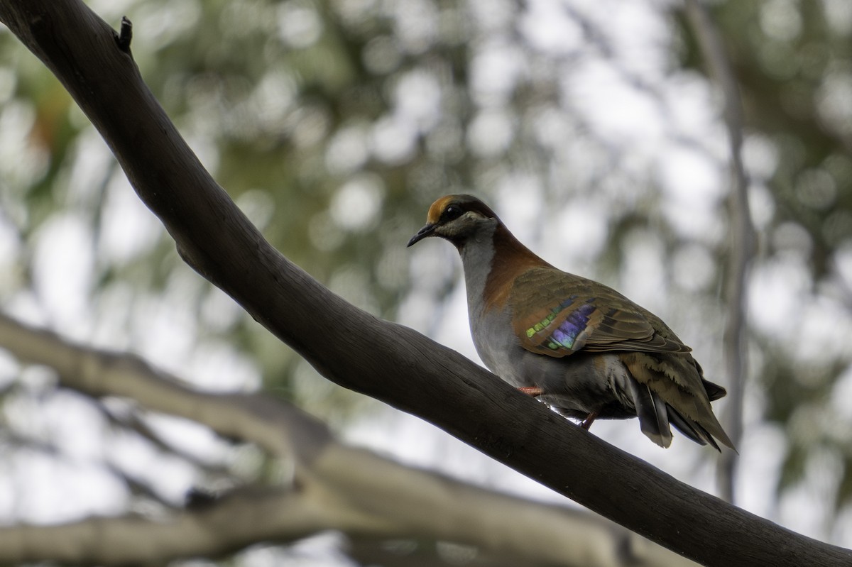 Brush Bronzewing - ML613714300