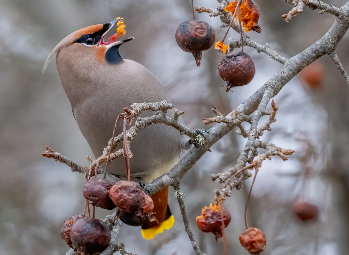 Bohemian Waxwing - ML613714319