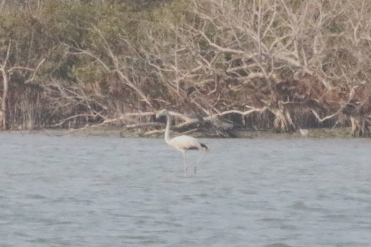 Greater Flamingo - Clyde Blum