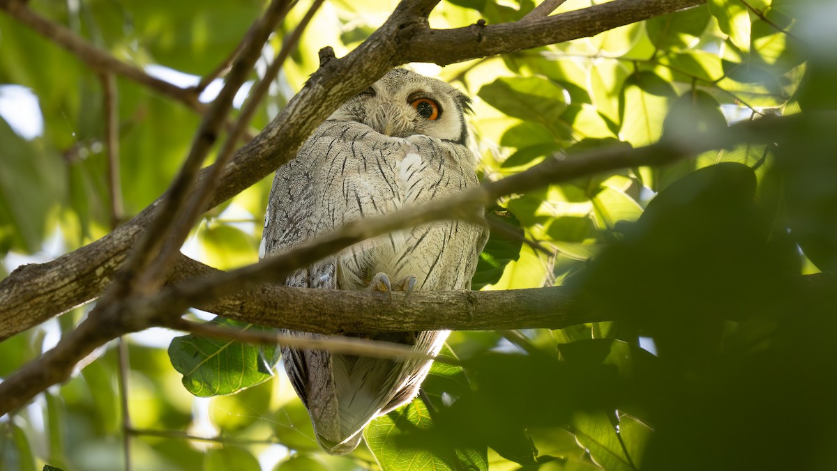 Northern White-faced Owl - Simon Tonkin