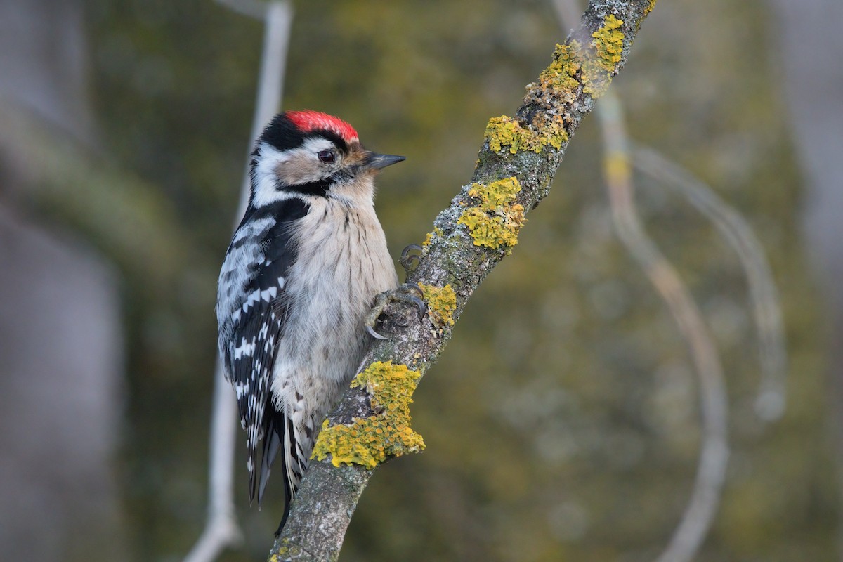 Lesser Spotted Woodpecker - ML613714347