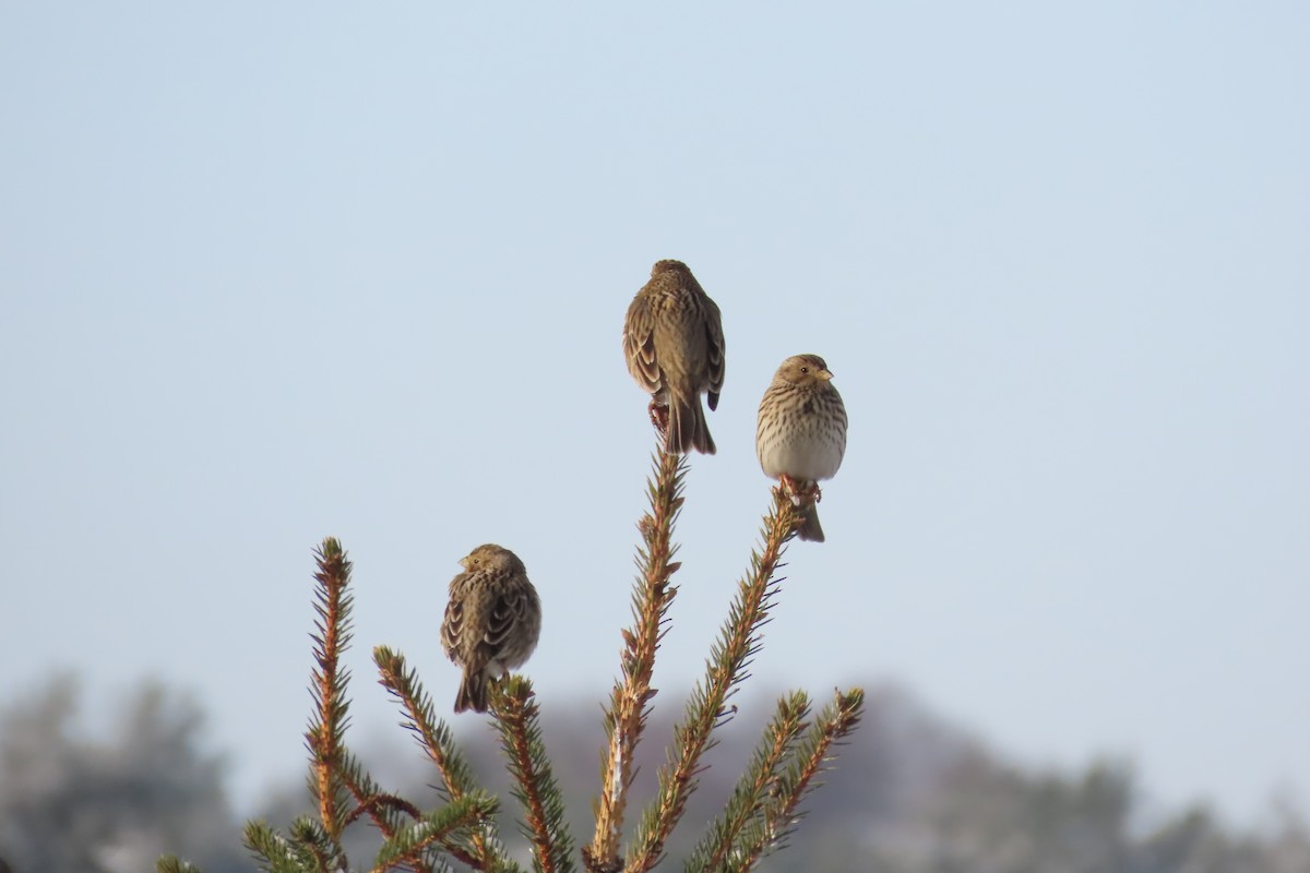 Corn Bunting - Jan Kuńka