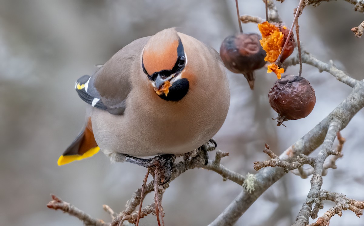 Bohemian Waxwing - ML613714372