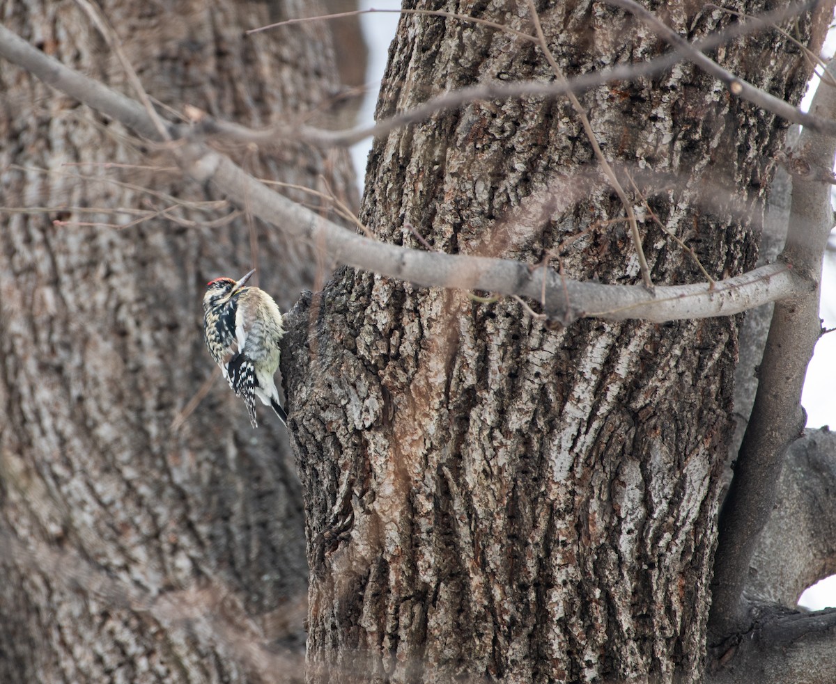 Yellow-bellied Sapsucker - Aidan Powell