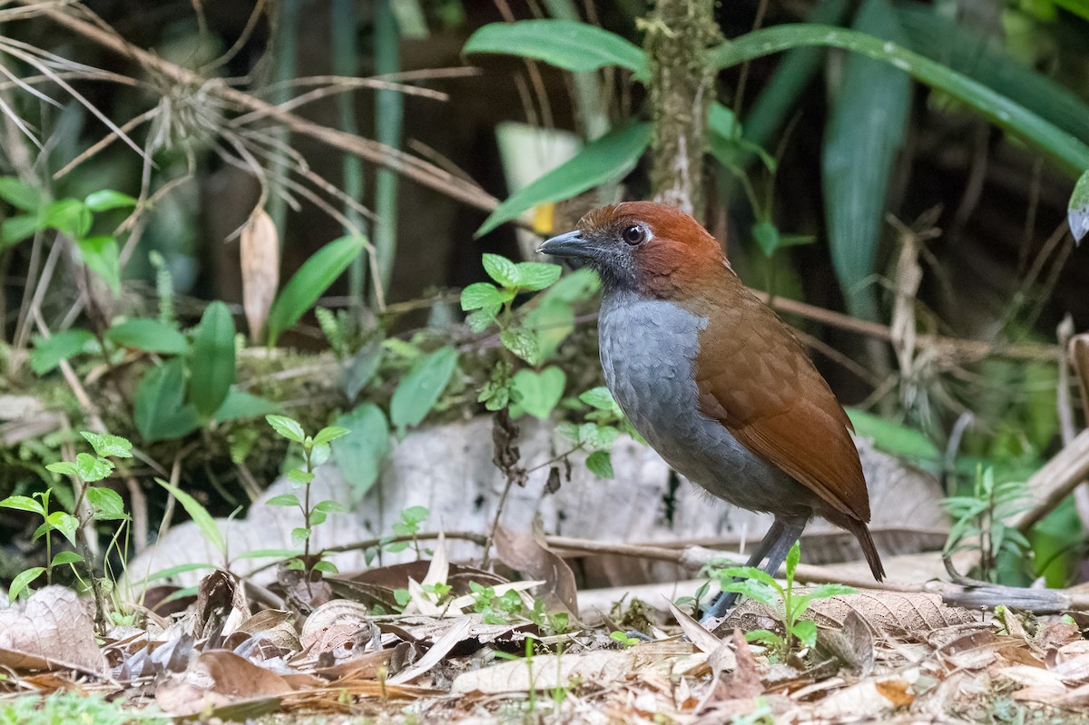 Chestnut-naped Antpitta - ML613714406