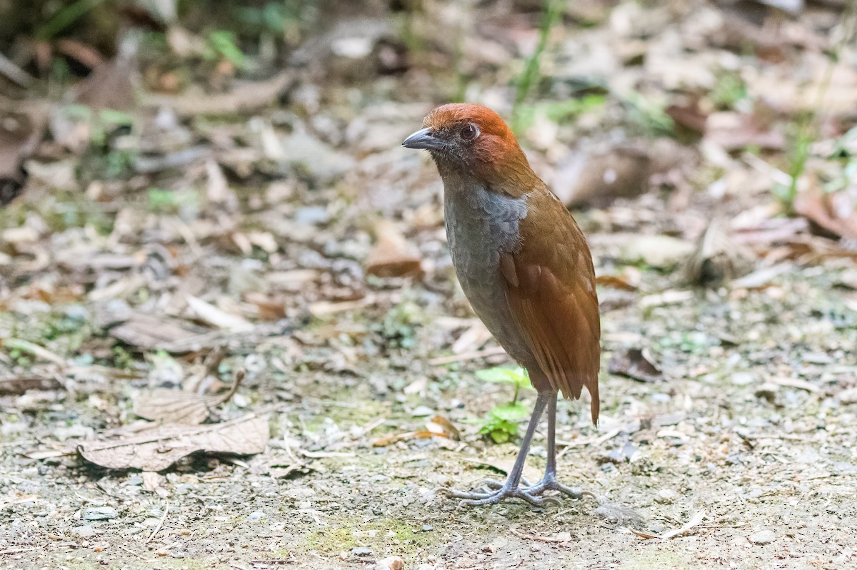 Grallaire à nuque rousse - ML613714408