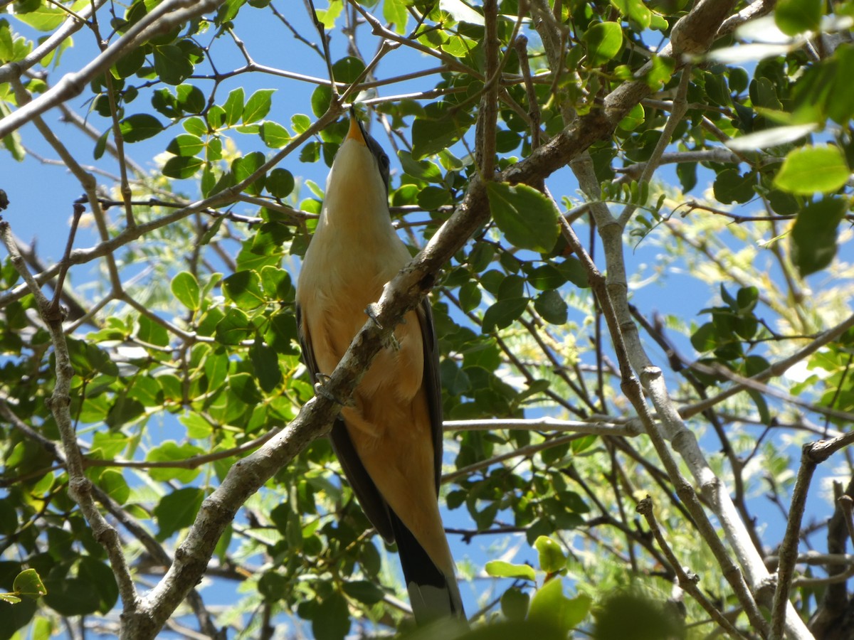 Mangrove Cuckoo - ML613714413