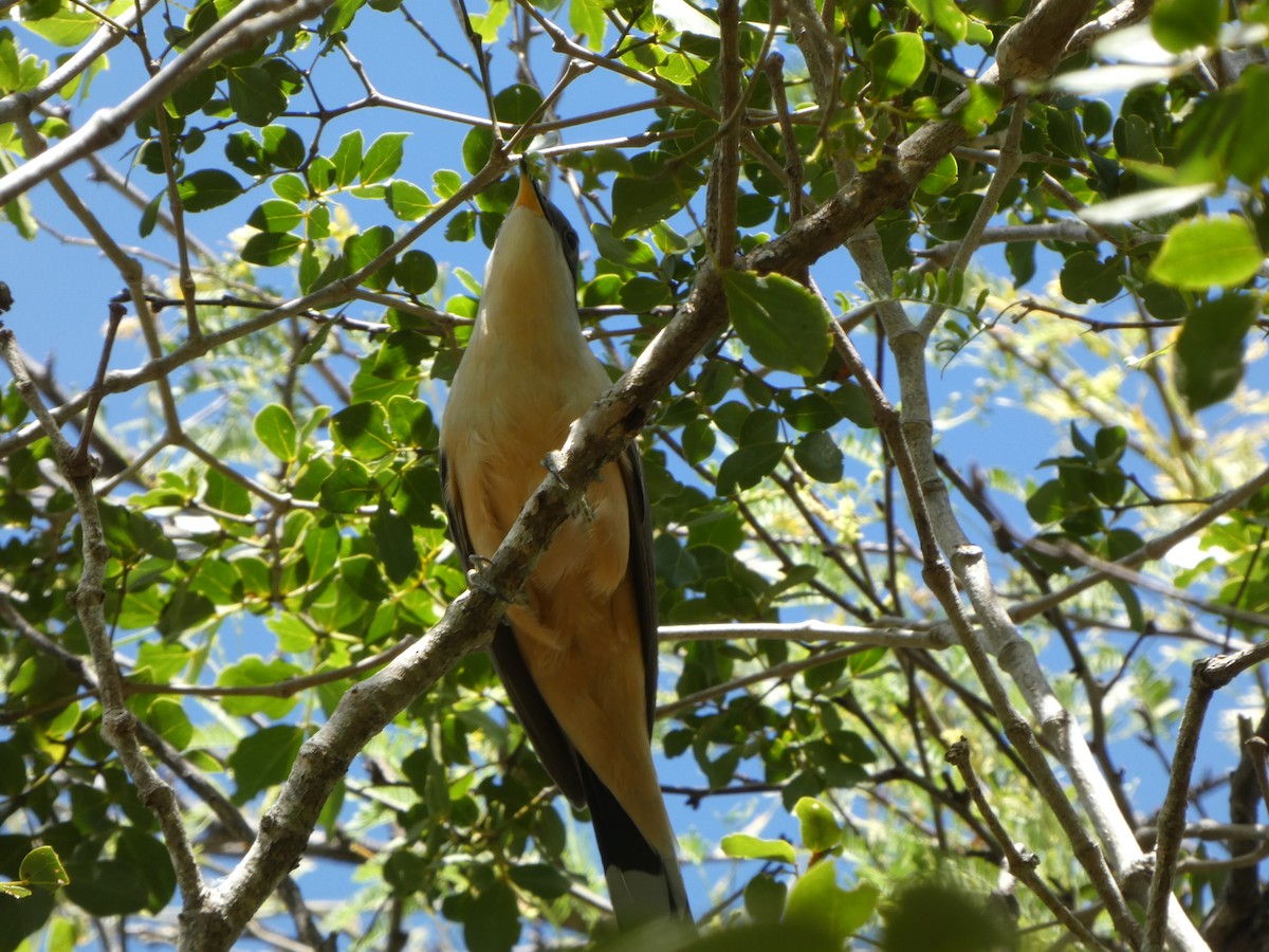 Cuclillo de Manglar - ML613714413