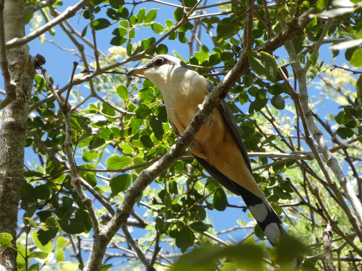 Mangrove Cuckoo - ML613714414