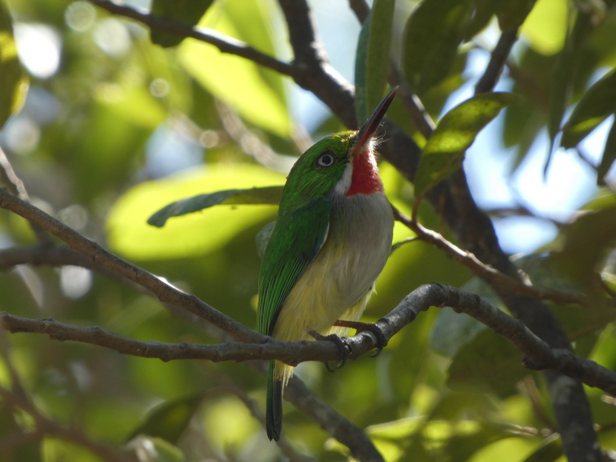 Puerto Rican Tody - ML613714422