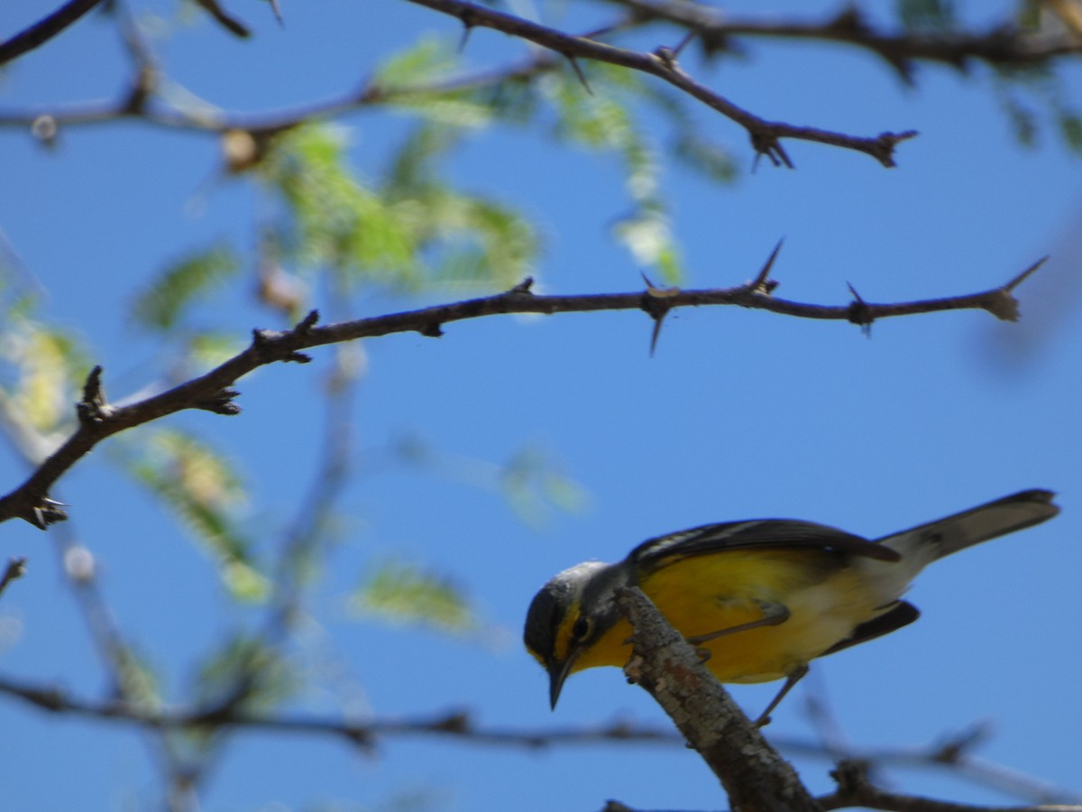 Adelaide's Warbler - ML613714452