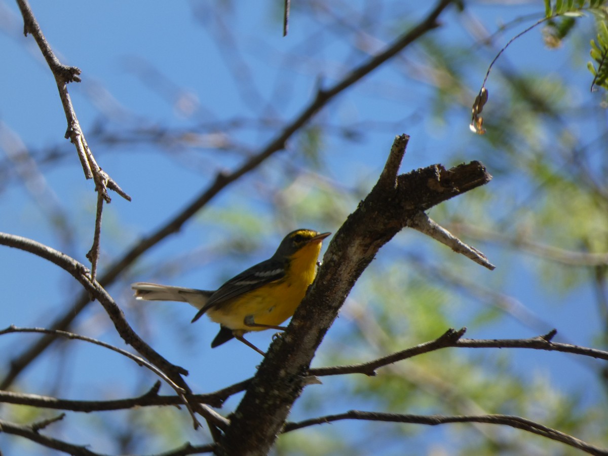 Adelaide's Warbler - ML613714454