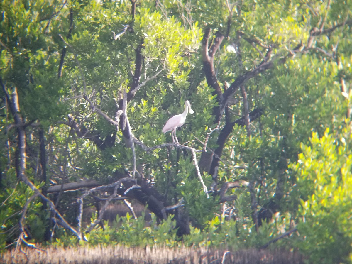 Roseate Spoonbill - ML613714541