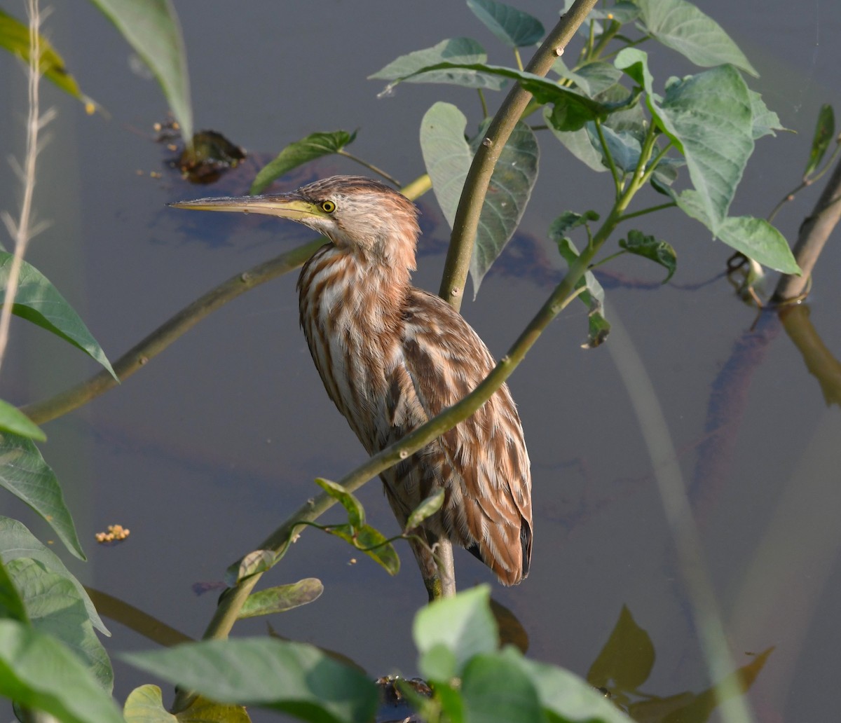 Yellow Bittern - ML613714557