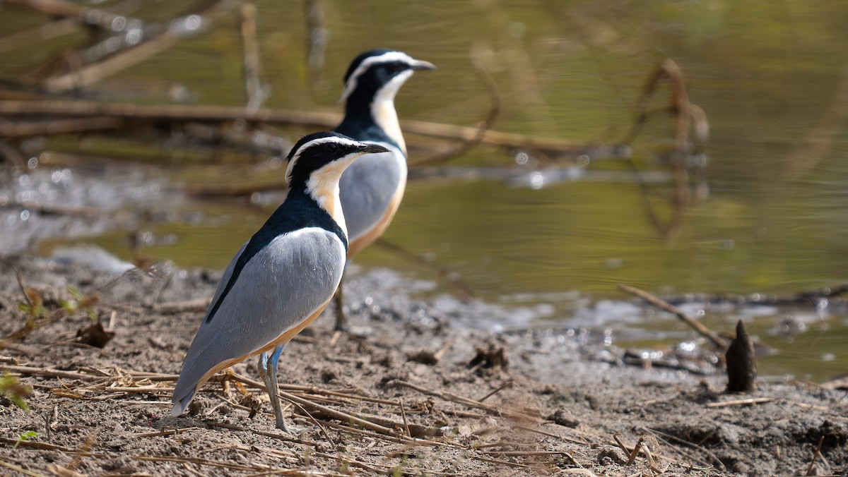 Egyptian Plover - ML613714561