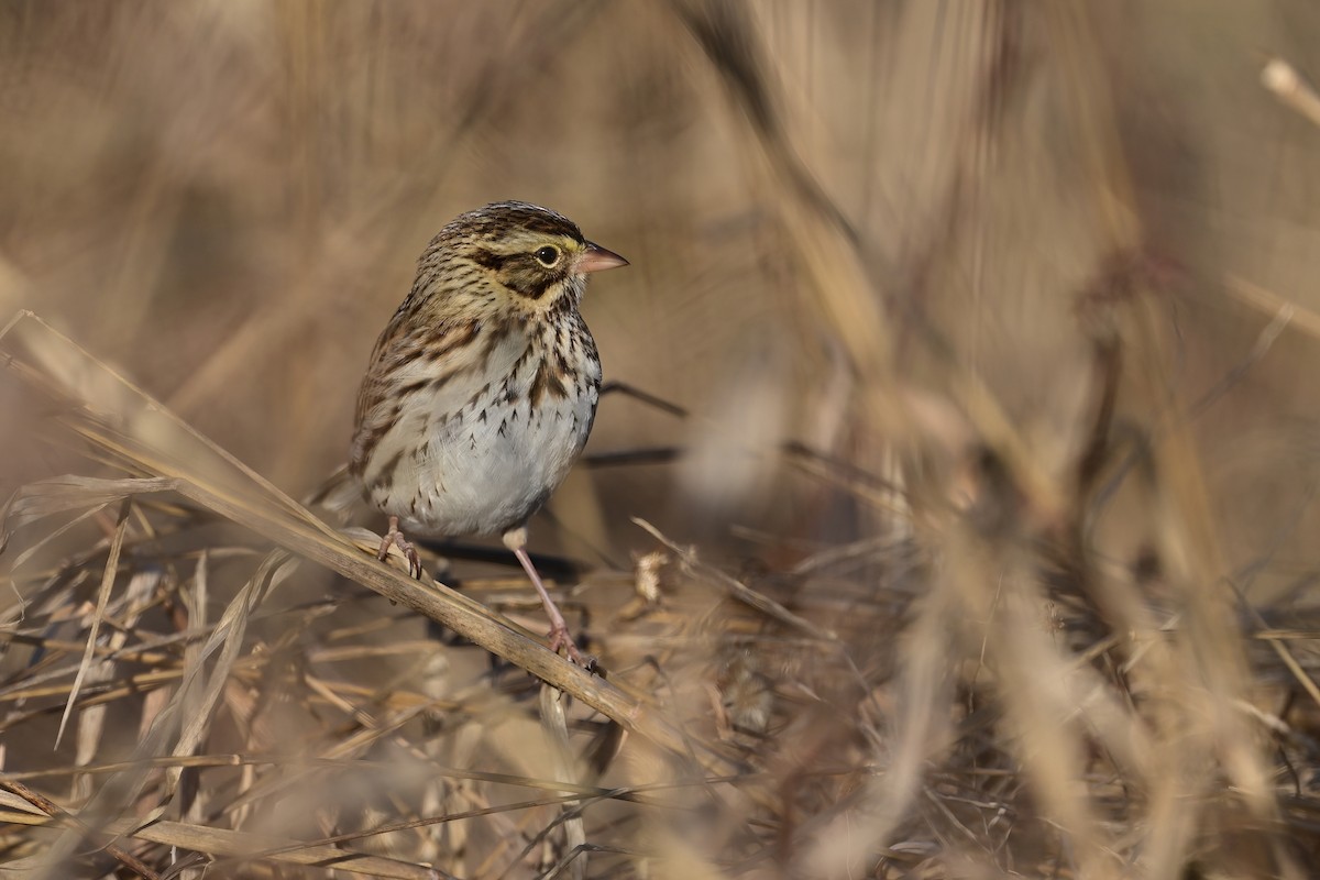 Savannah Sparrow - Eileen Gibney