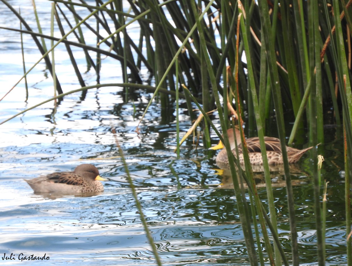 Yellow-billed Teal - ML613714619