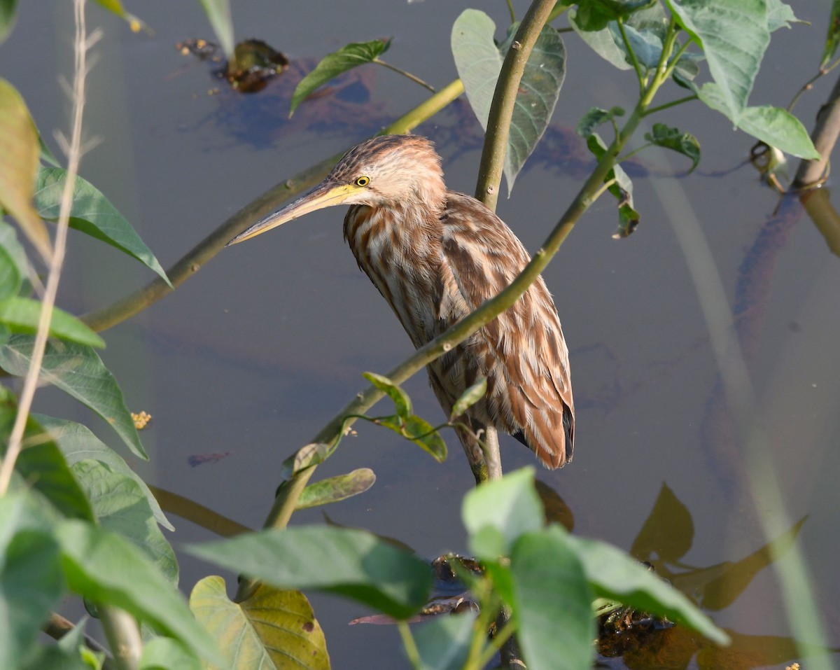 Yellow Bittern - ML613714659