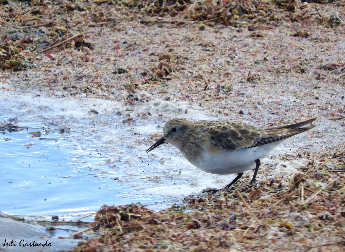 Baird's Sandpiper - ML613714667