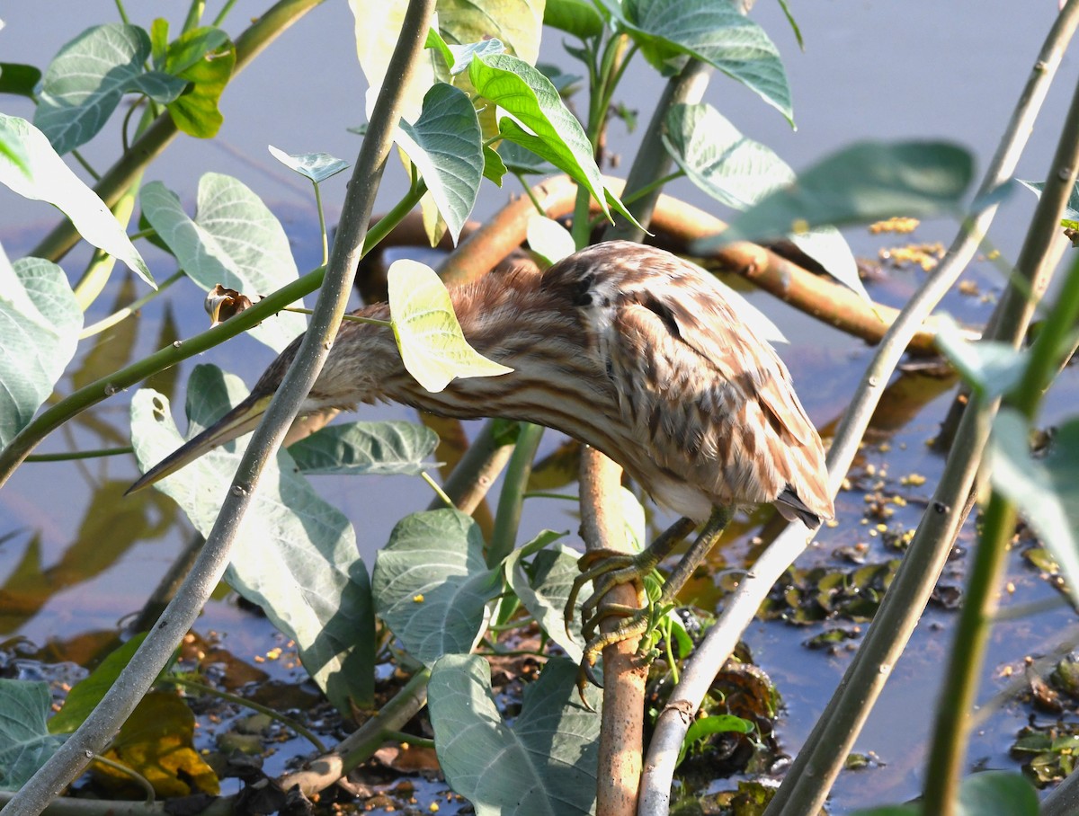 Yellow Bittern - ML613714711