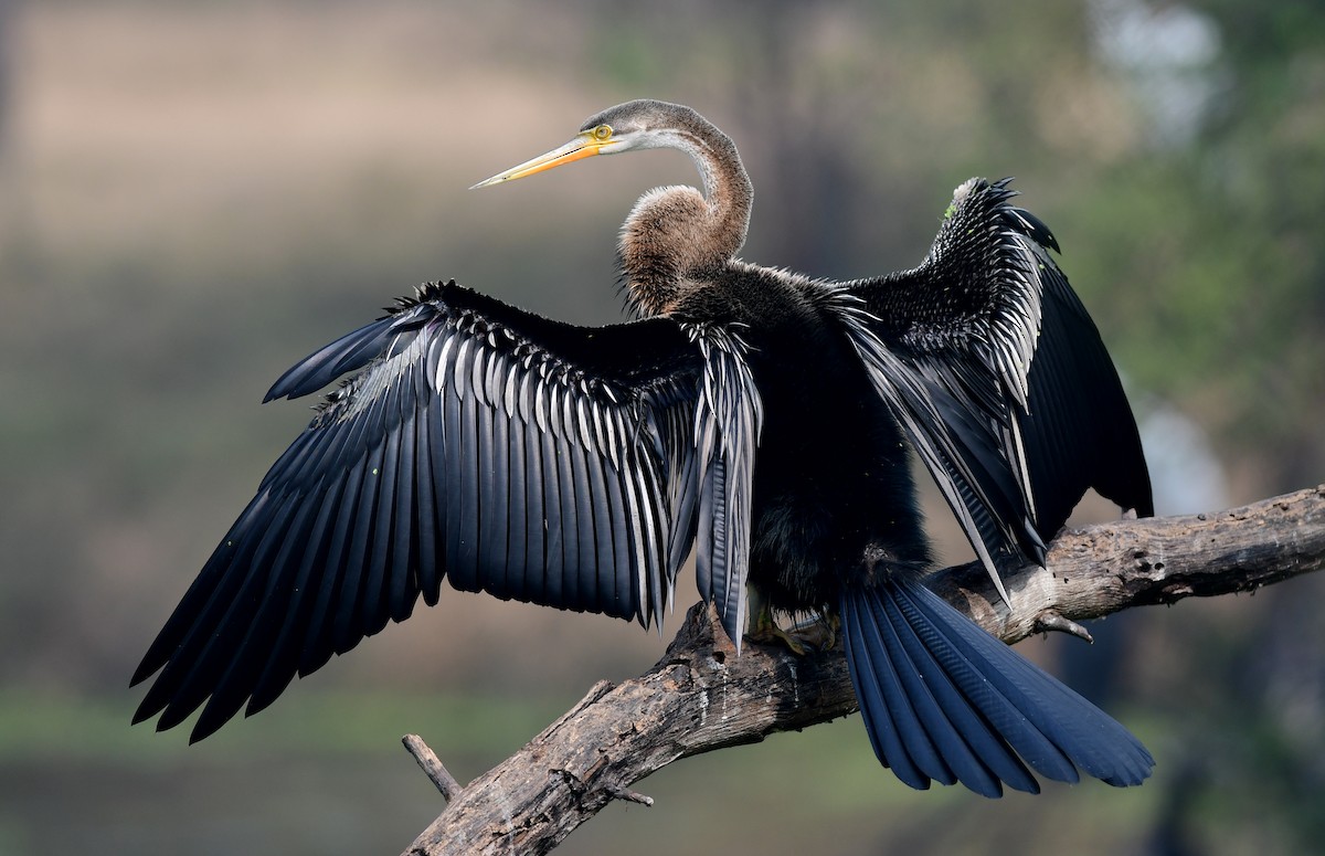 Oriental Darter - Ajoy Kumar Dawn