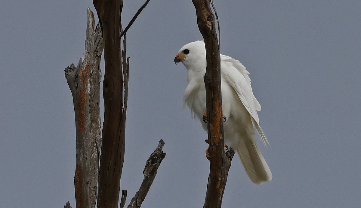 Gray Goshawk - Paul Chapman