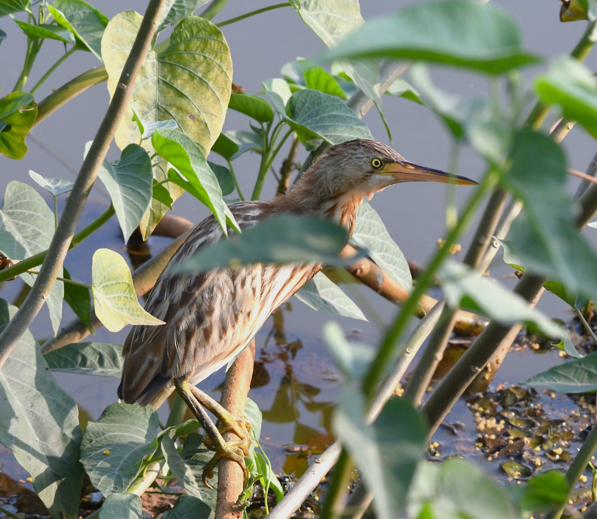 Yellow Bittern - ML613714768