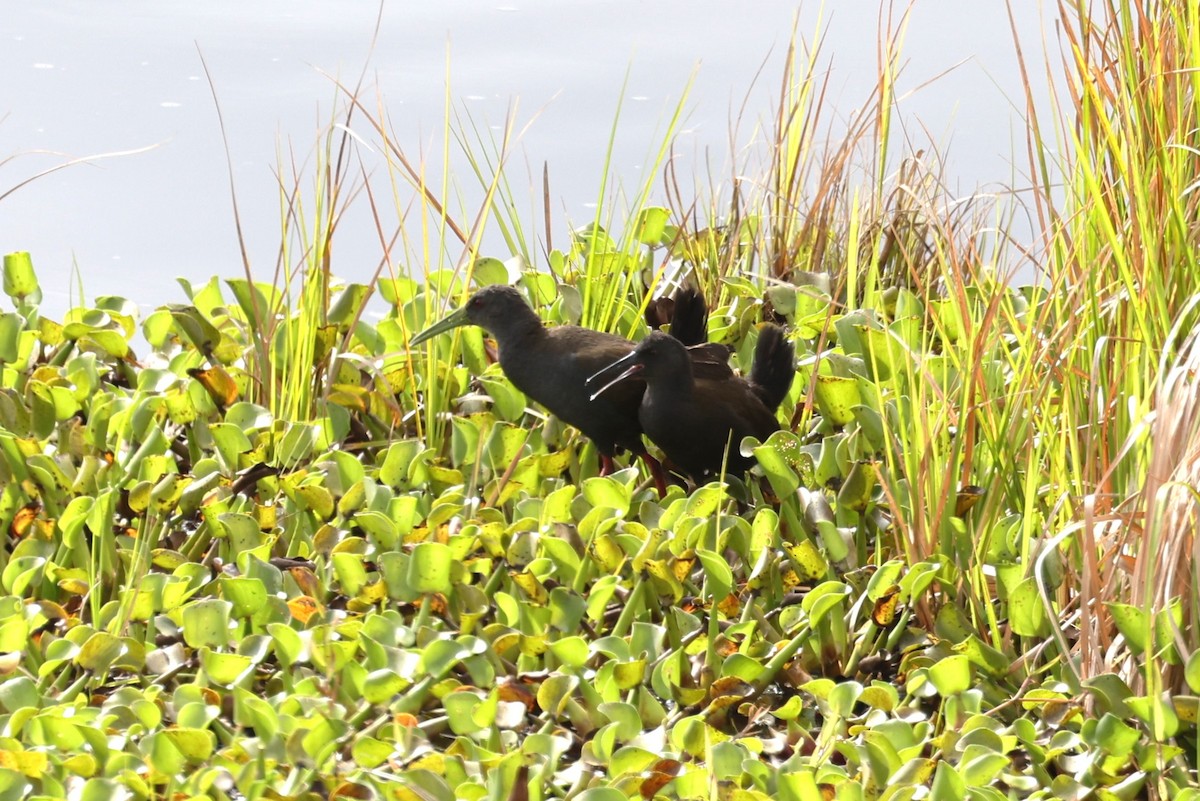 Blackish Rail - Charles Davies