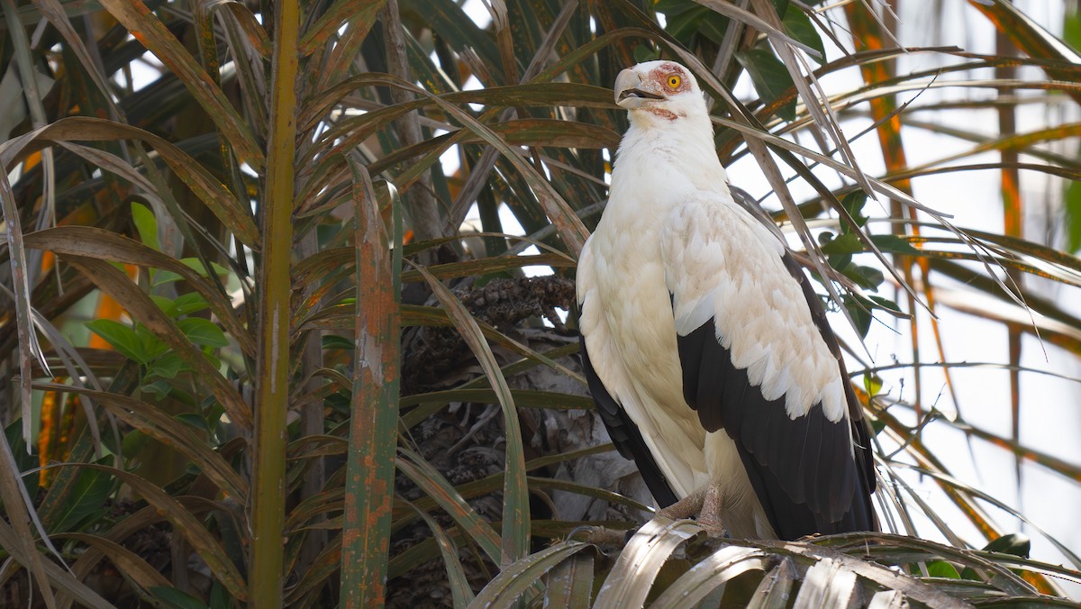 Palm-nut Vulture - Simon Tonkin