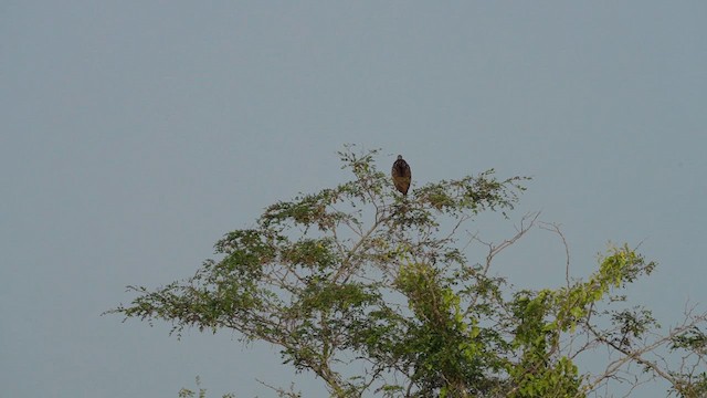 Limpkin - ML613714884