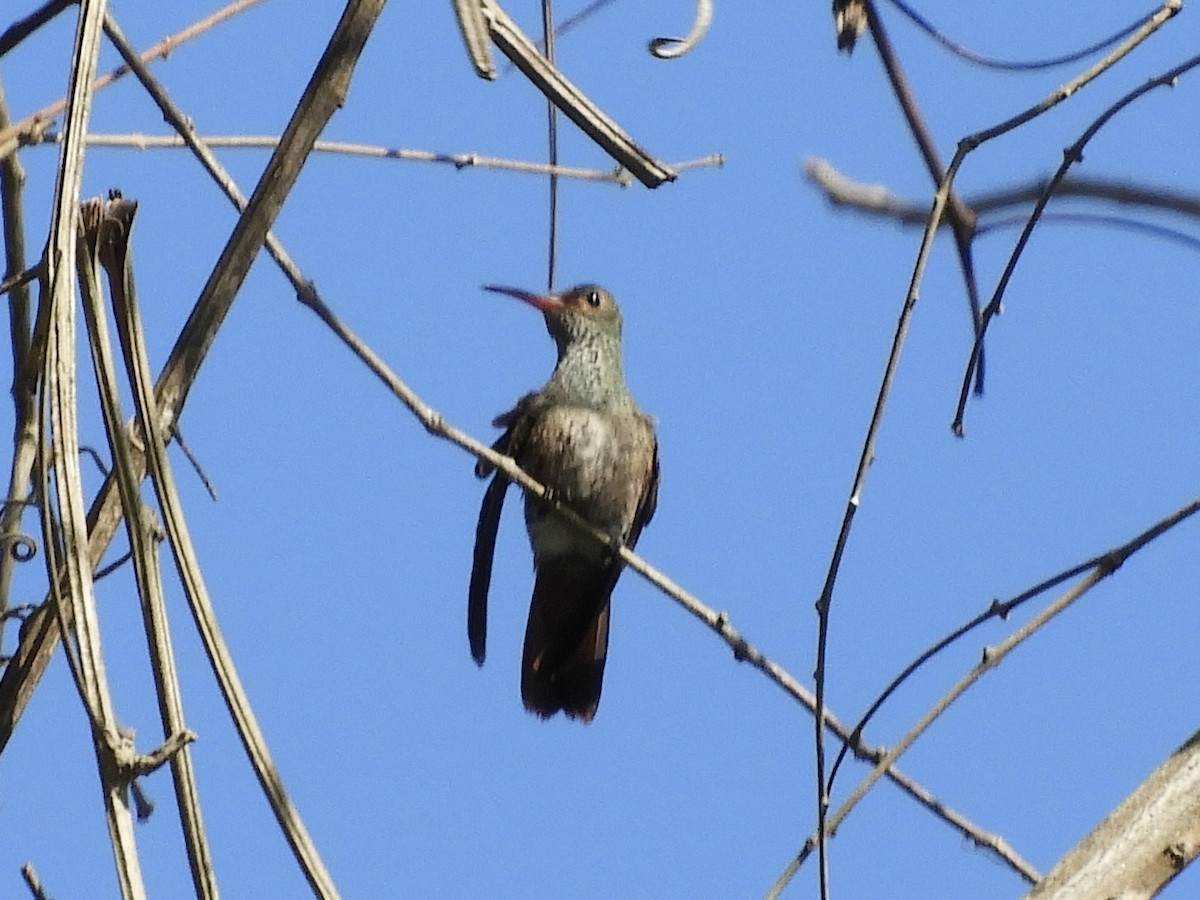 Scaly-breasted Hummingbird - ML613714964