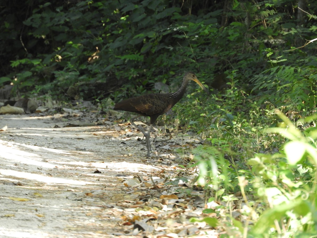 Limpkin - ML613714985