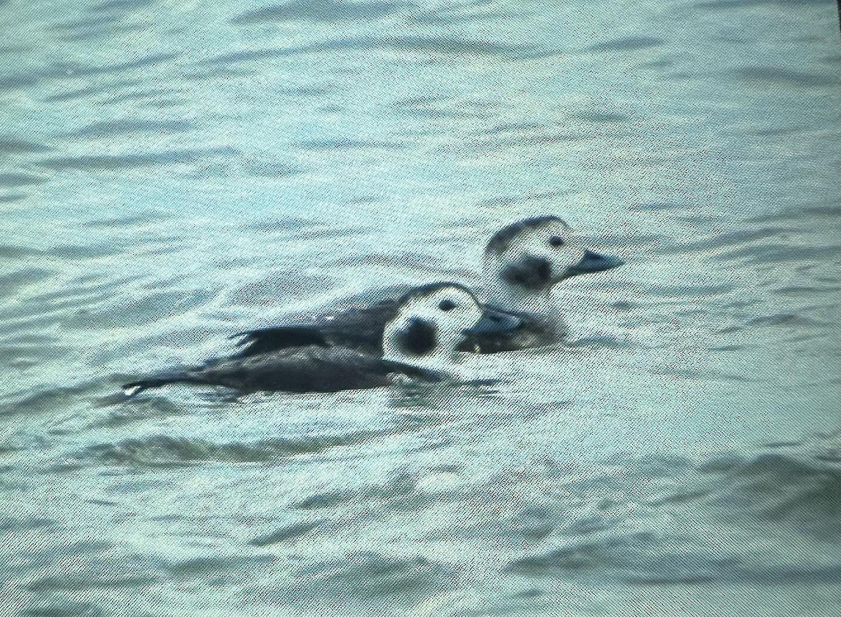 Long-tailed Duck - Trey McCuen