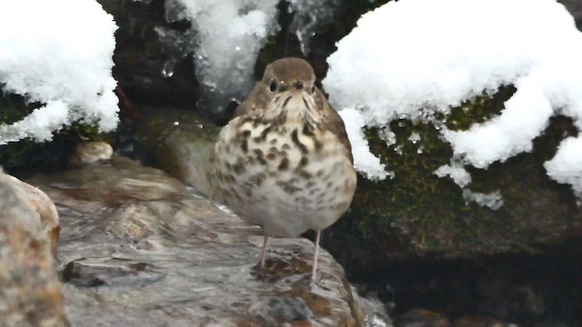 Hermit Thrush - ML613715005