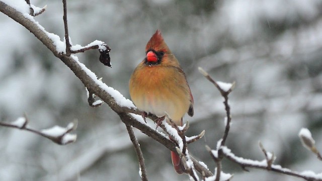 Cardinal rouge - ML613715010