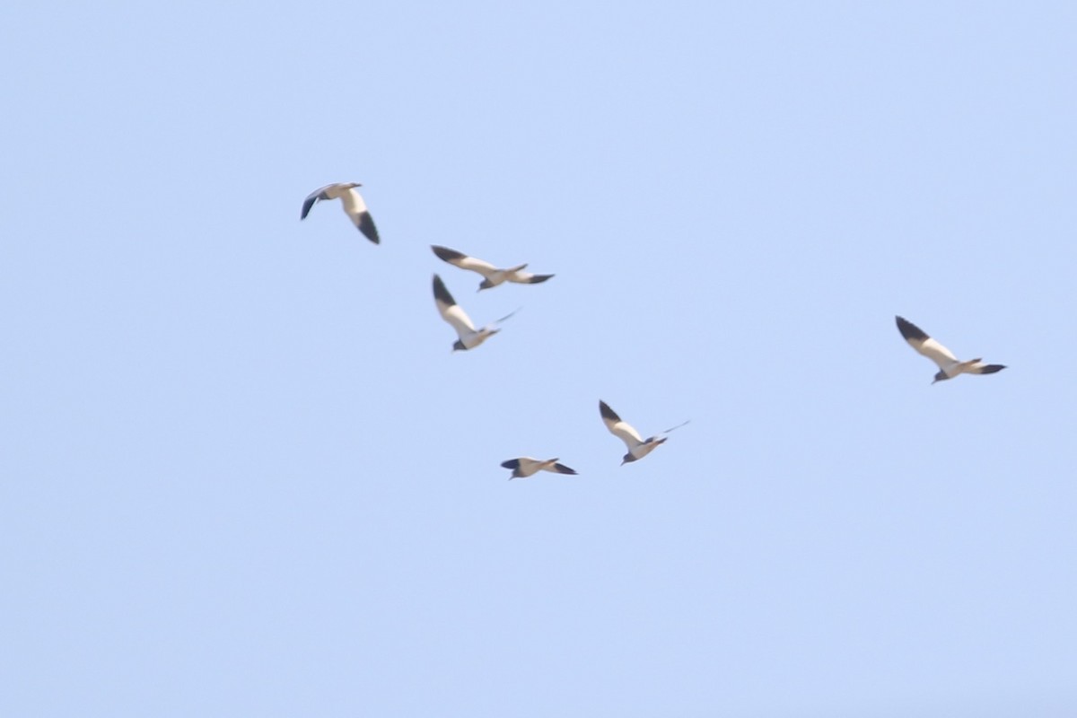 Gray-headed Lapwing - ML613715080