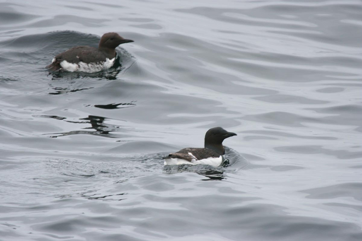 Thick-billed Murre - ML613715108