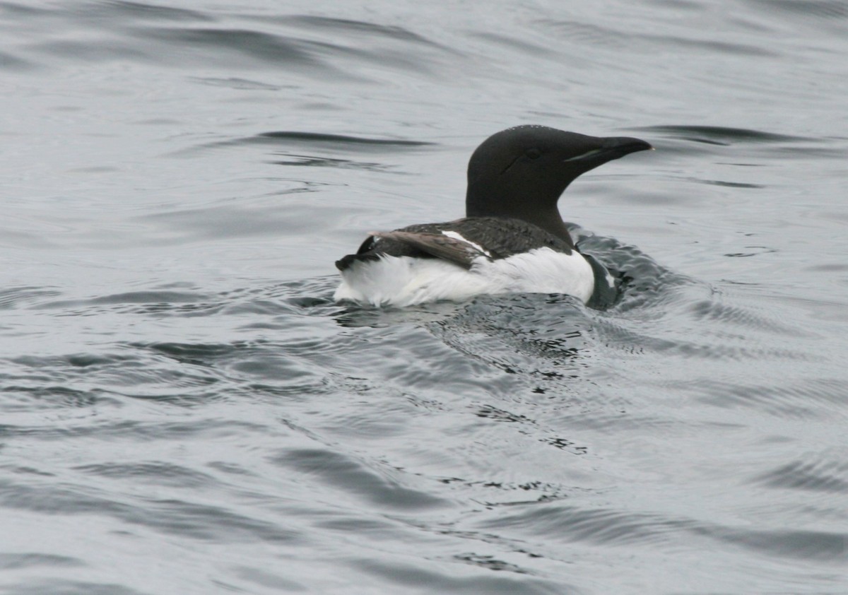 Thick-billed Murre - ML613715113