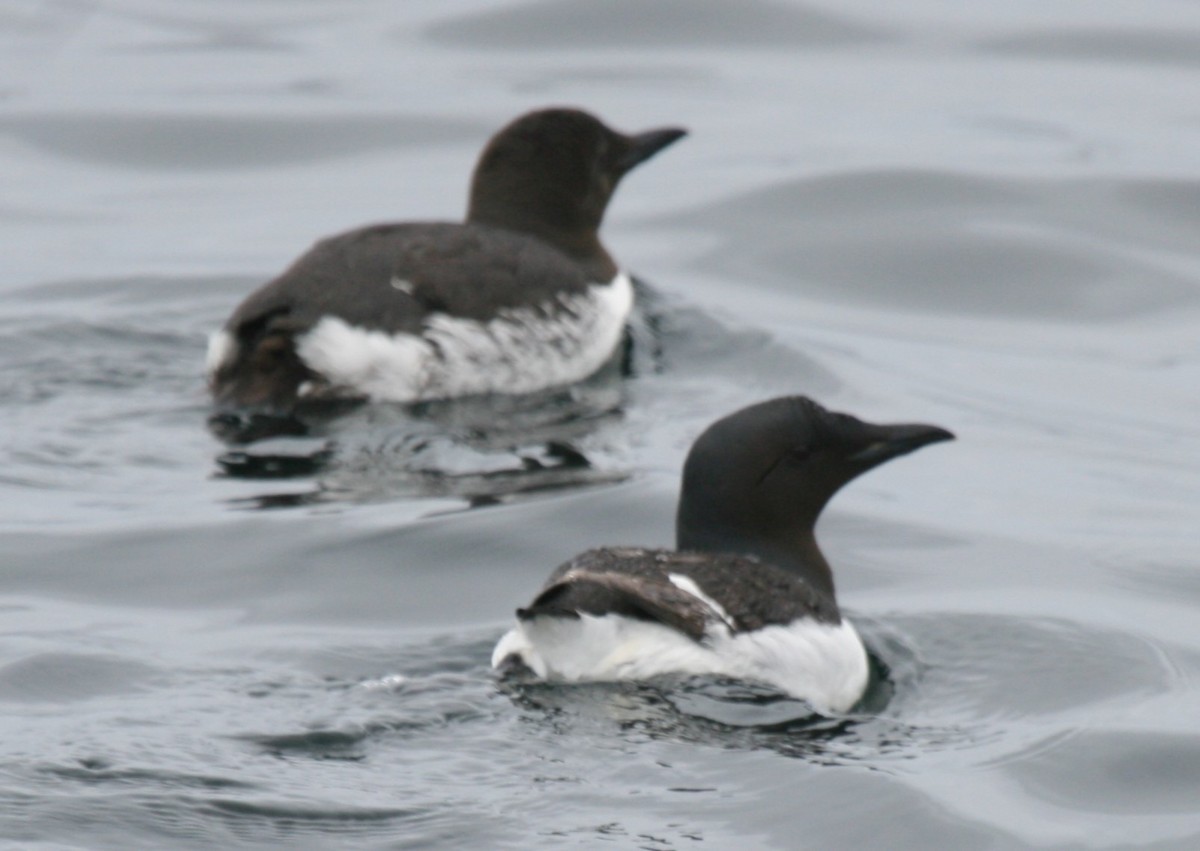 Thick-billed Murre - ML613715120