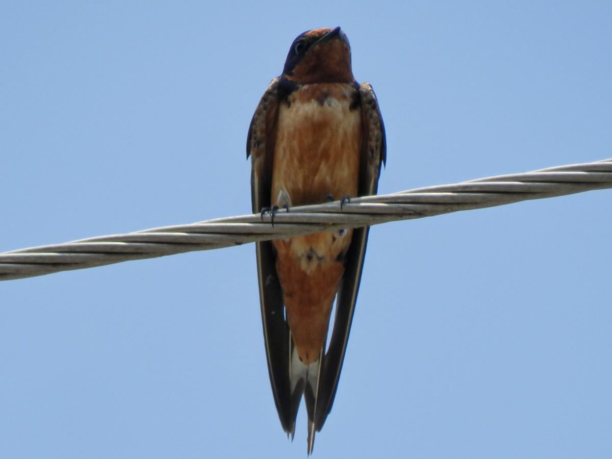 Barn Swallow - ML613715123