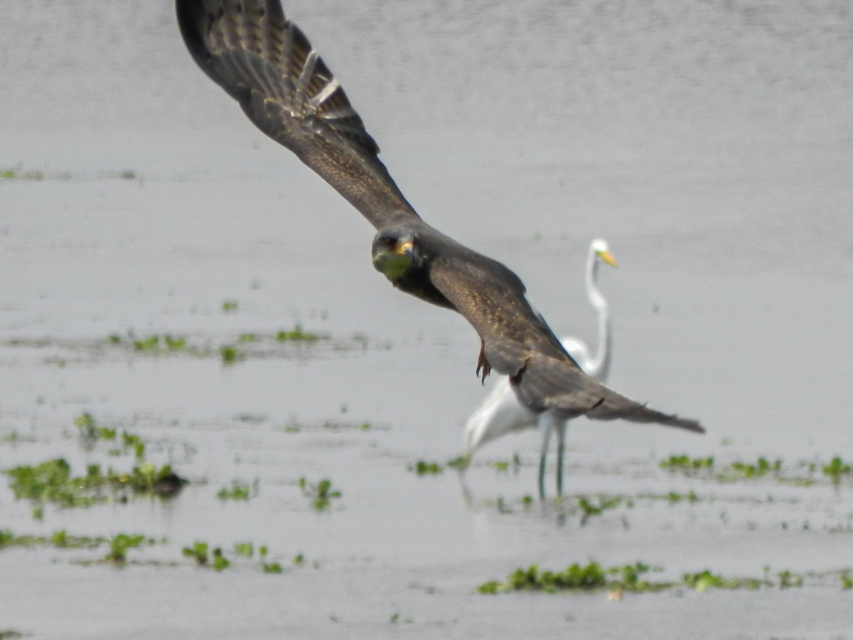 Snail Kite - ML613715128