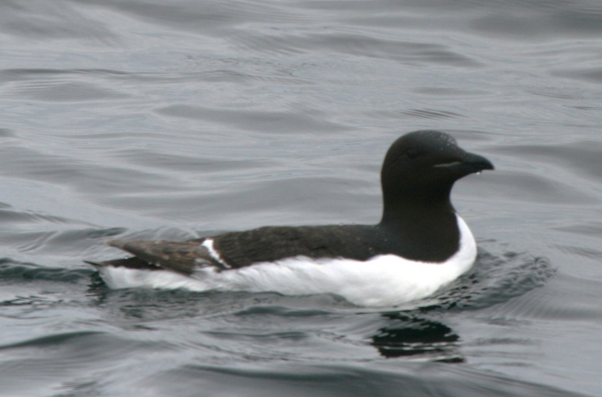 Thick-billed Murre - ML613715146