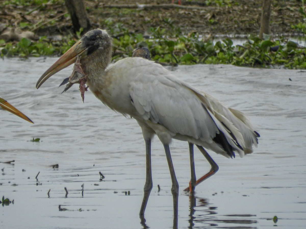 Wood Stork - ML613715160