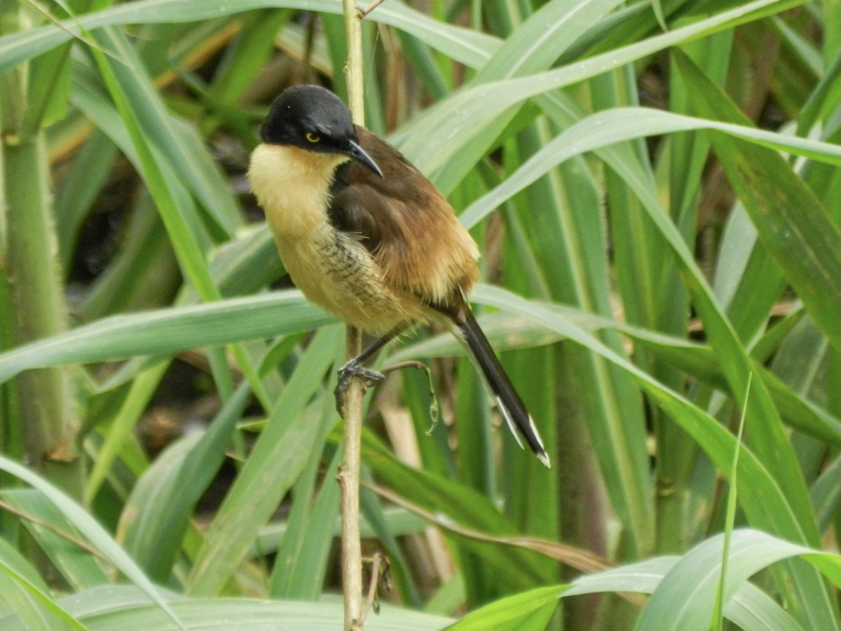 Black-capped Donacobius - ML613715170