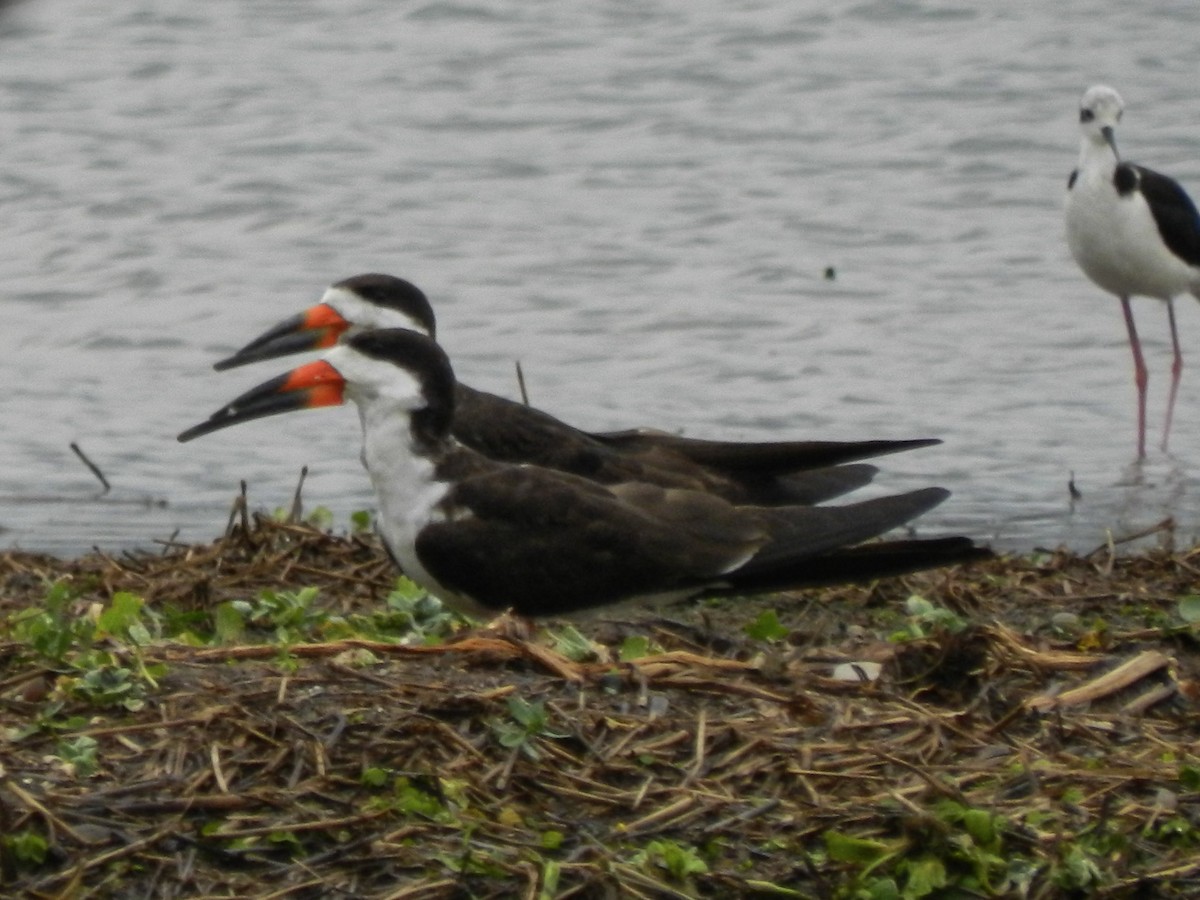 Black Skimmer - ML613715204