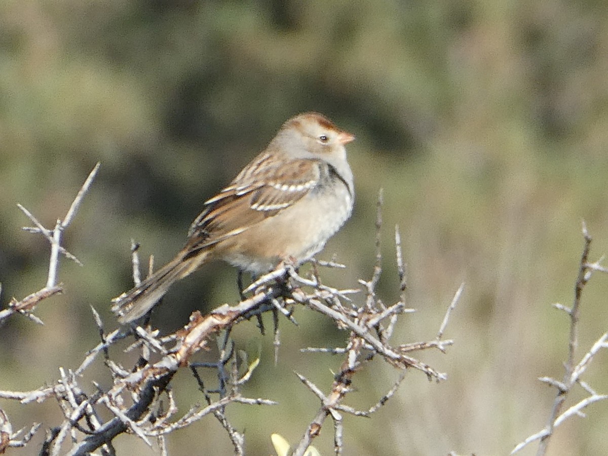 Bruant à couronne blanche - ML613715264